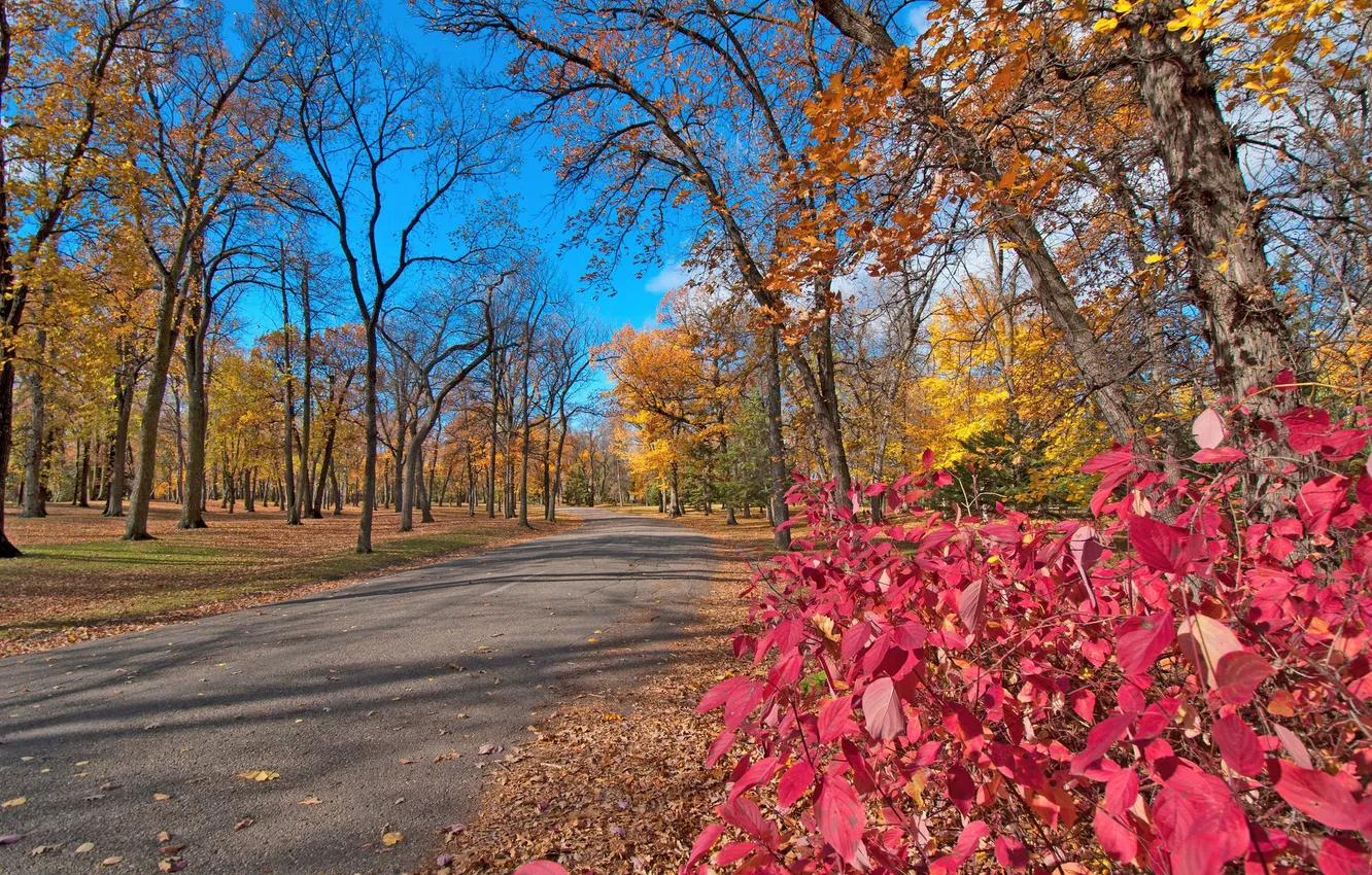 Photo wallpaper road, autumn, leaves, trees, Park, the crimson