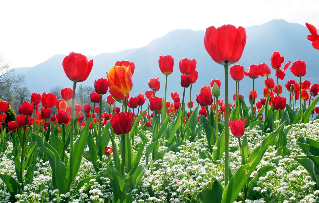 Photo wallpaper the sky, flowers, mountains, tulips, red