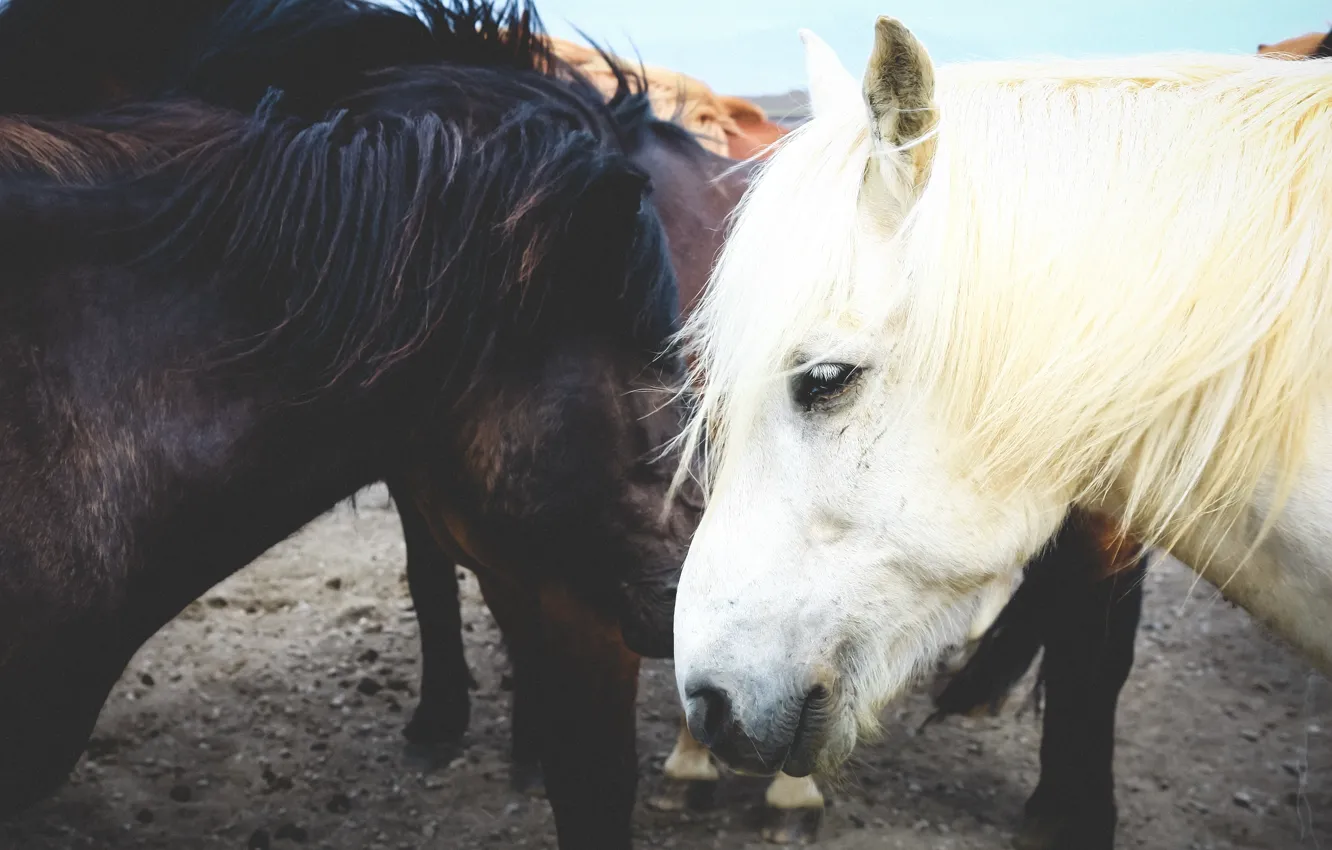 Photo wallpaper horses, bokeh, Iceland, ponies