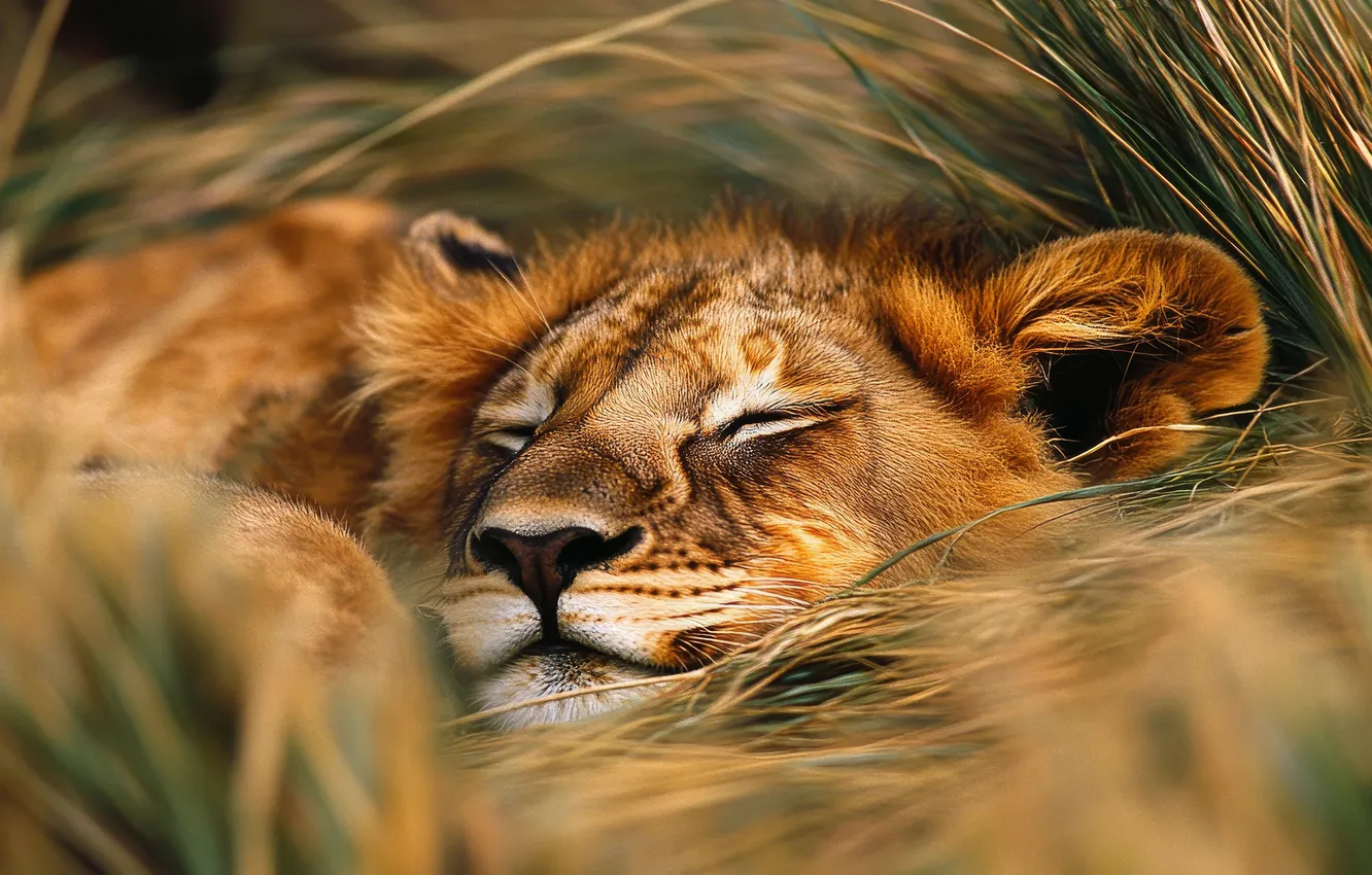 Photo wallpaper grass, paw, sleep, blur, Leo, sleeping, lies, face