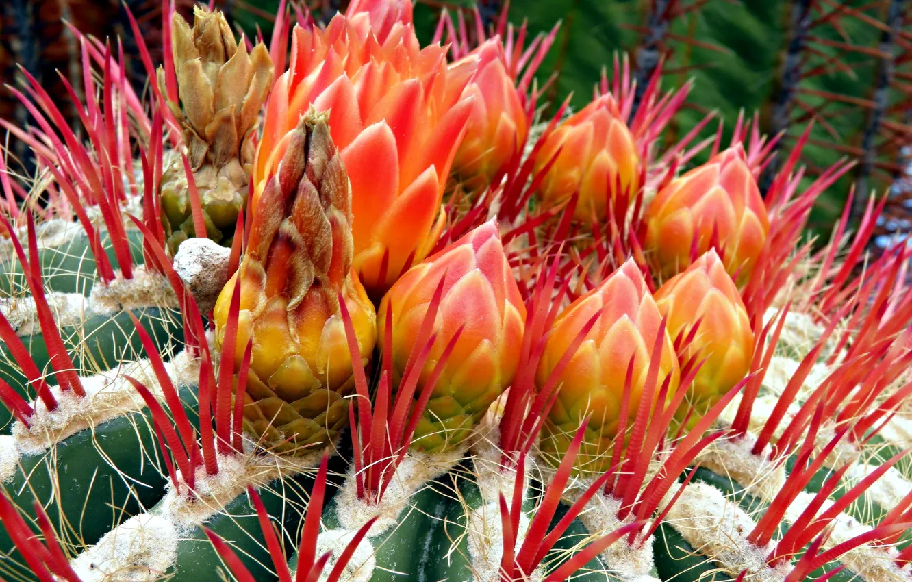 Photo wallpaper macro, needles, hairs, cactus, spikes, buds, picture, red thorns