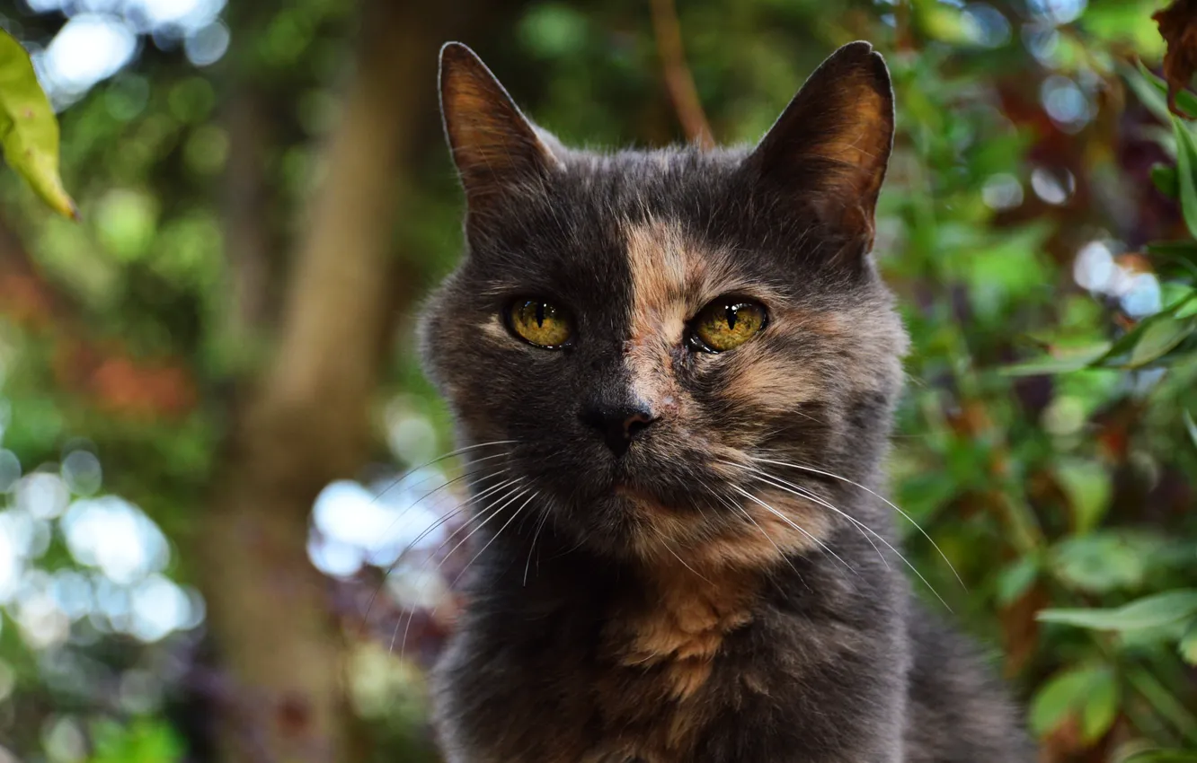 Photo wallpaper greens, cat, summer, eyes, look, face, leaves, branches