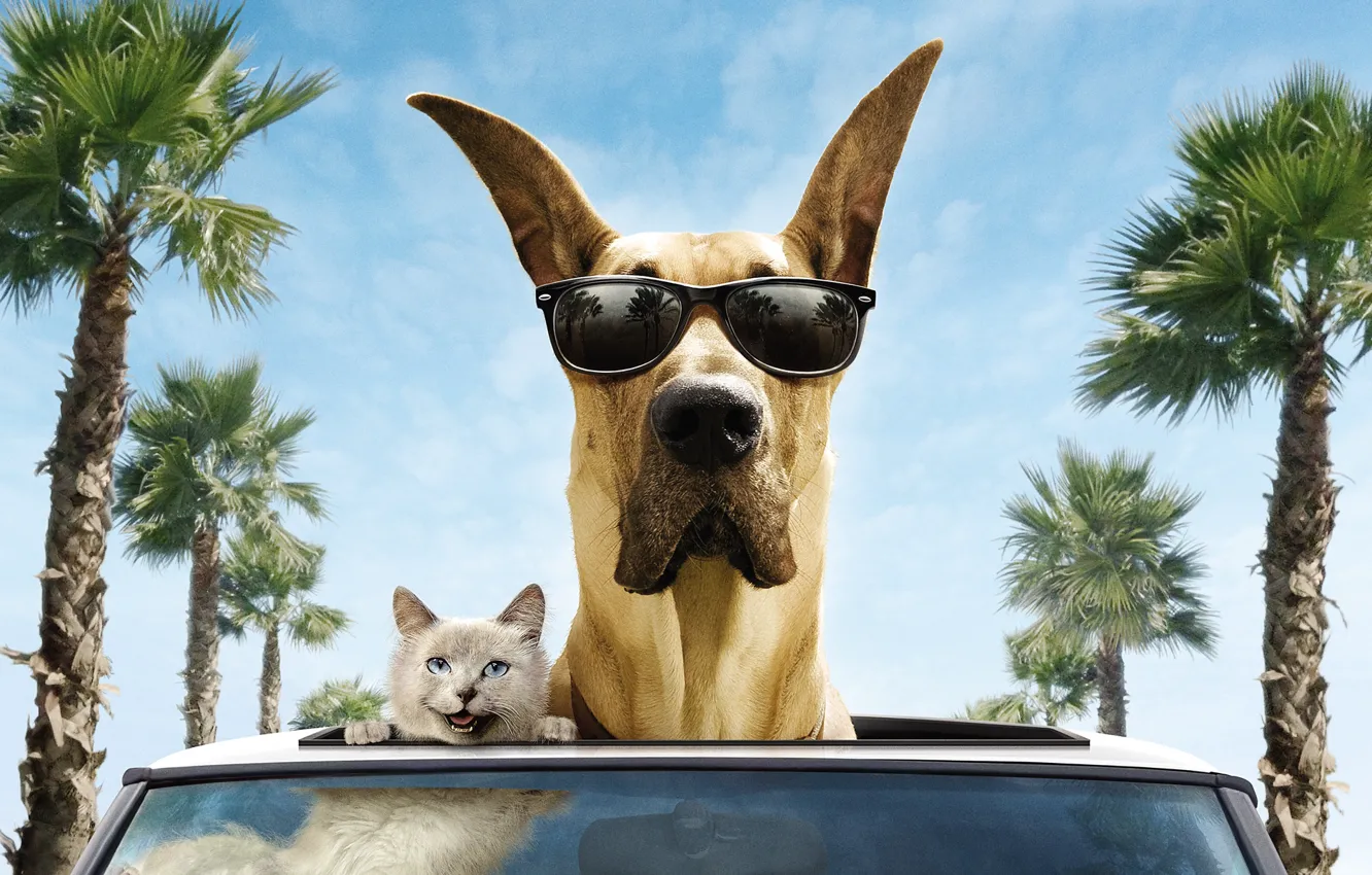 Photo wallpaper machine, cat, trees, smile, palm trees, the wind, dog, glasses