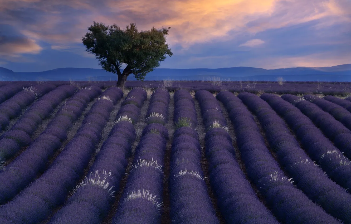 Photo wallpaper trees, lavender, plantation, lavender field