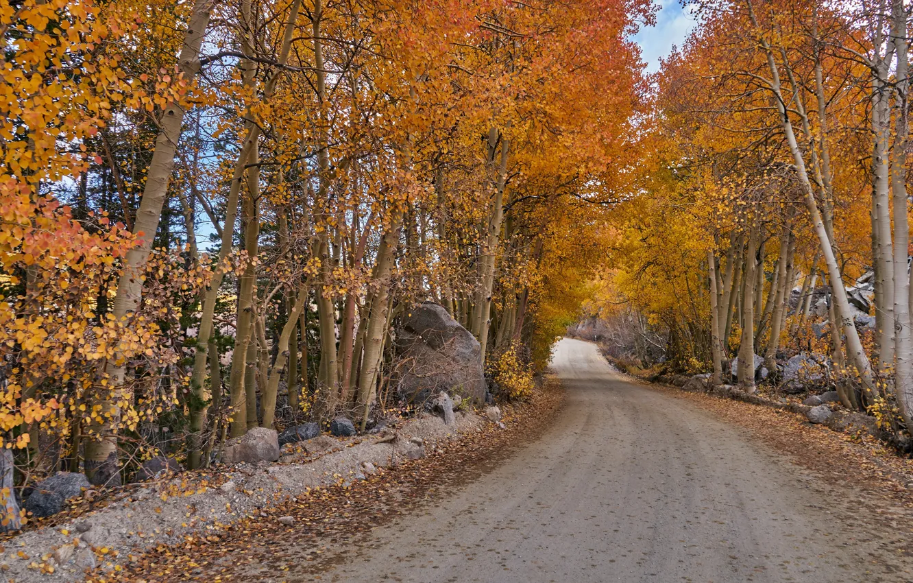 Photo wallpaper road, autumn, forest