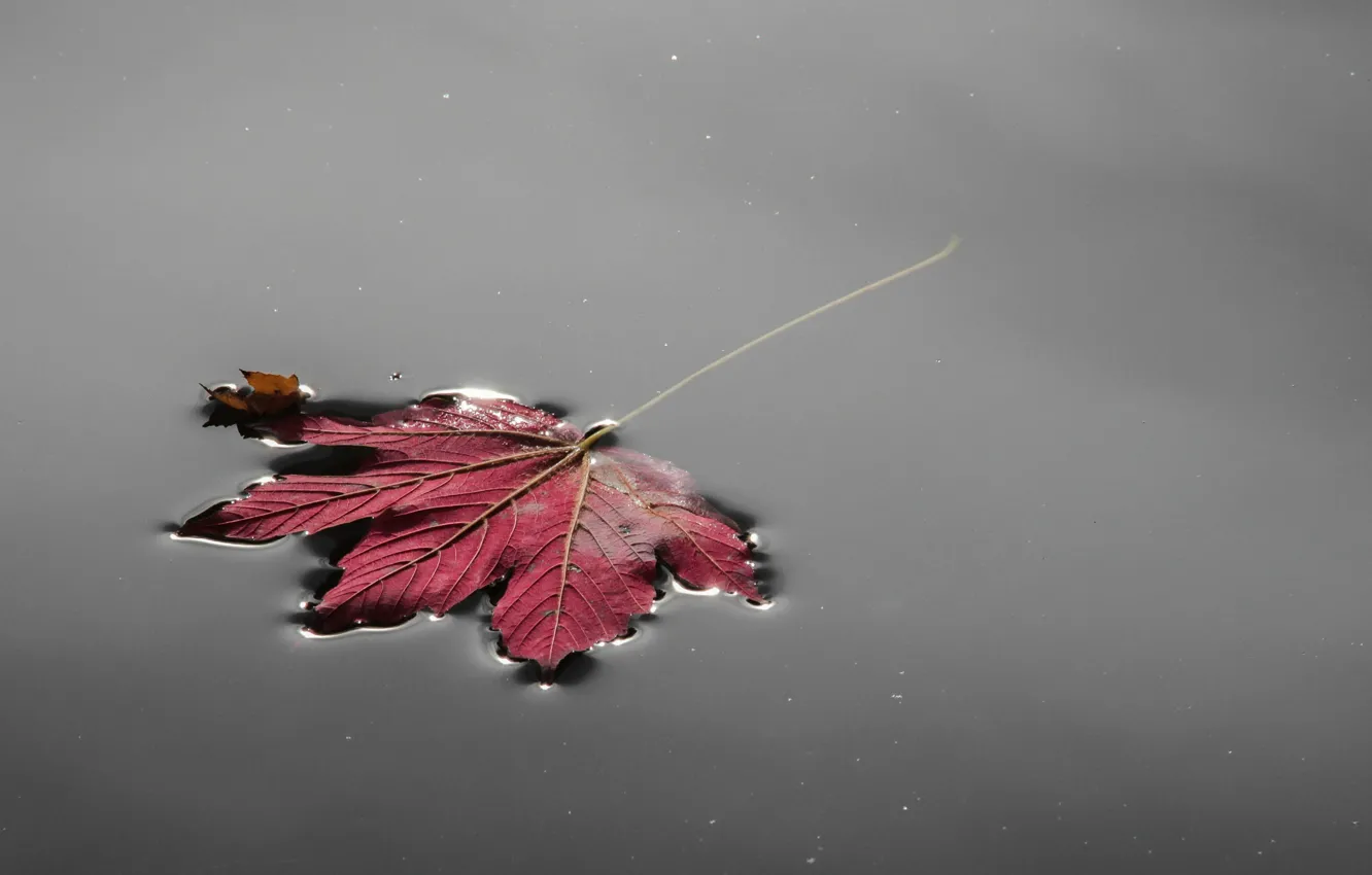 Photo wallpaper autumn, water, surface, leaf