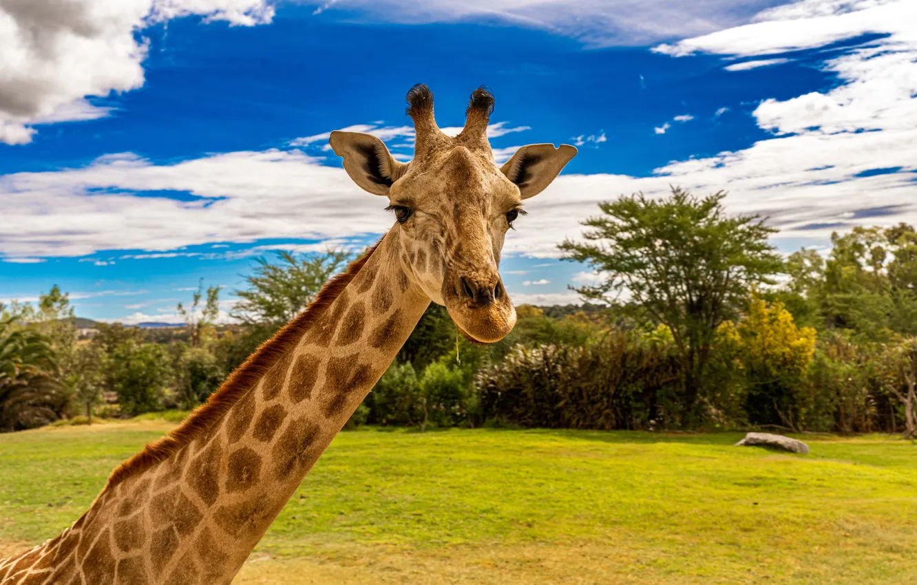 Photo wallpaper clouds, long neck, animals, giraffes, photography, trees, sky, nature
