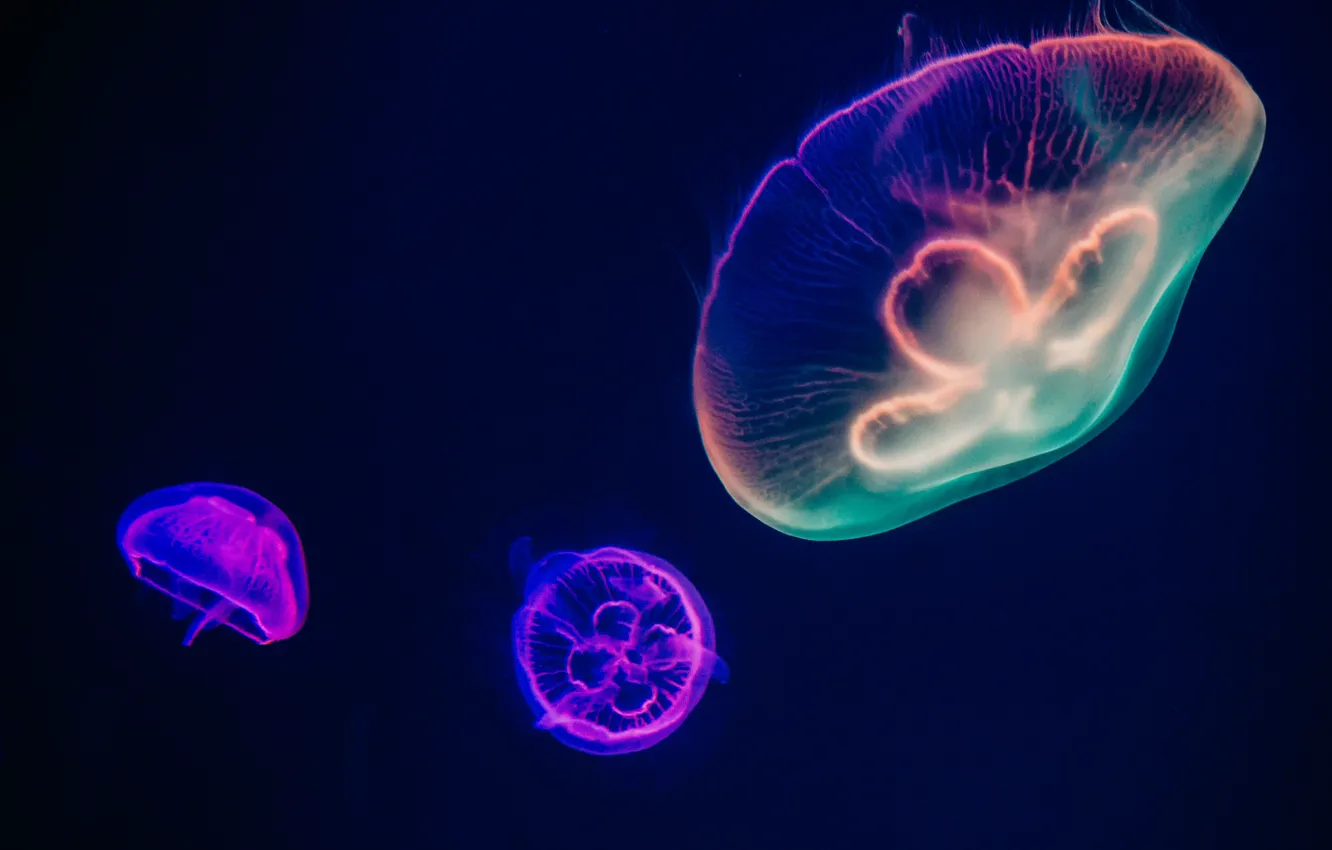 Photo wallpaper bright, jellyfish, under water