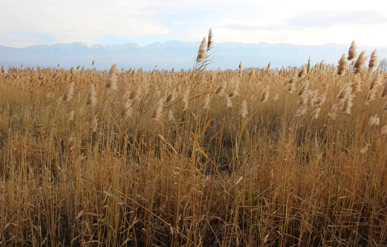 Photo wallpaper autumn, grass, mountains, tall grass