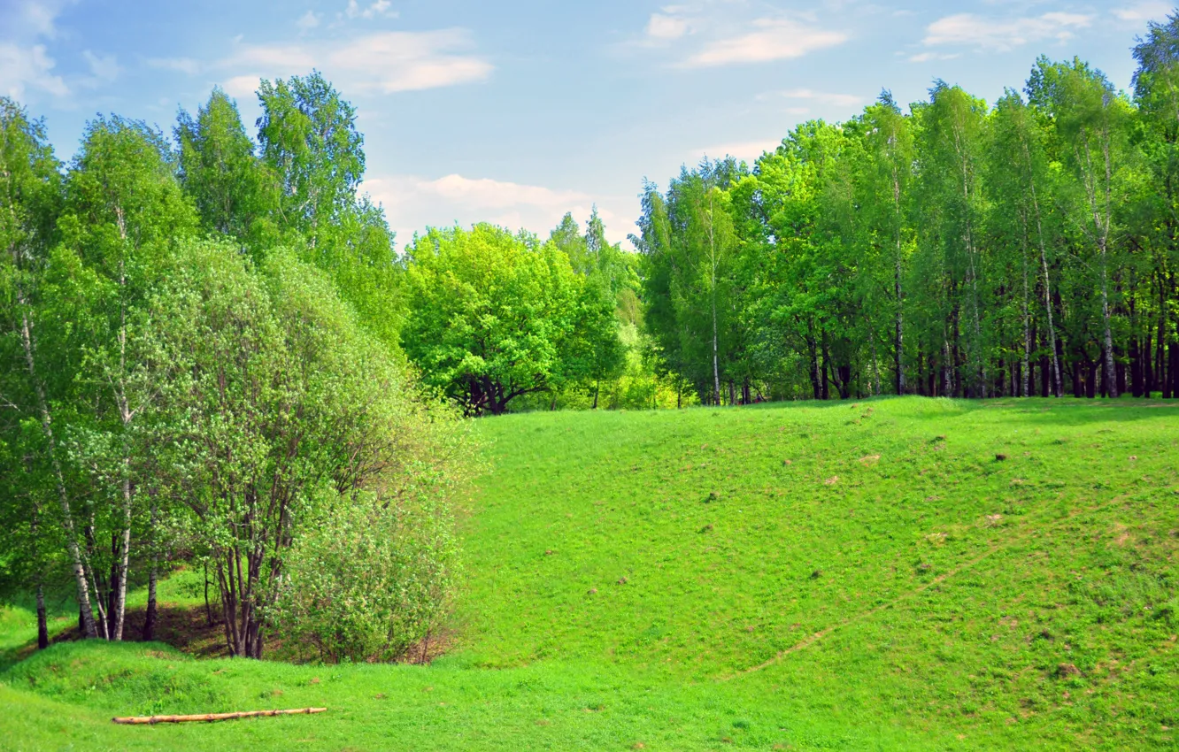 Photo wallpaper field, forest, landscape, green
