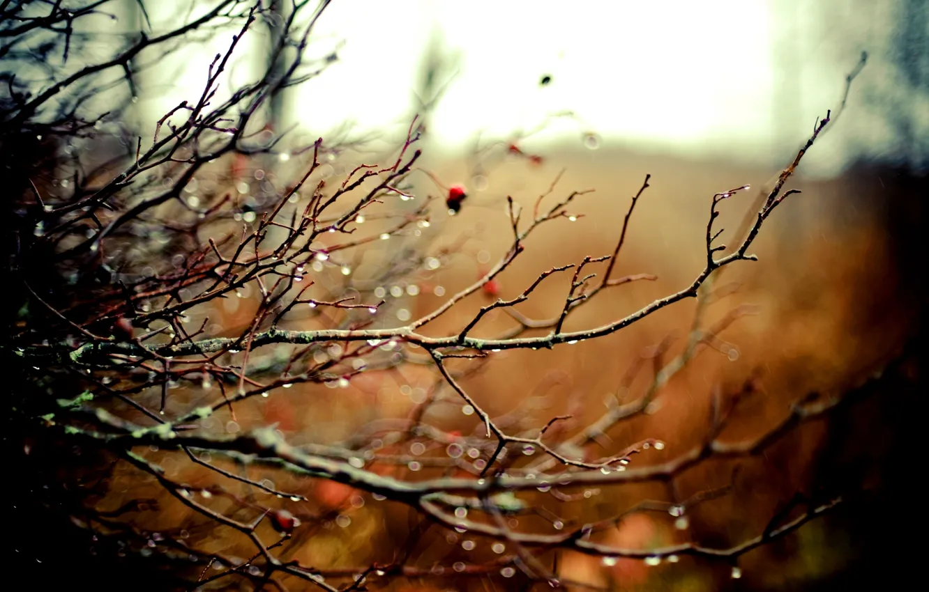 Photo wallpaper drops, light, nature, background, rain, branch, Wallpaper, color