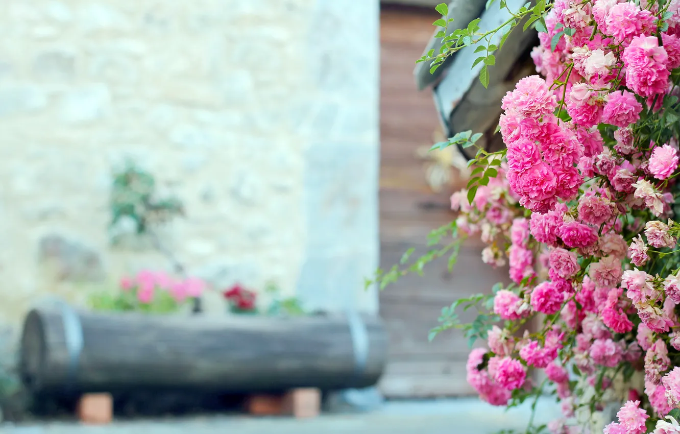 Photo wallpaper flowers, rose, Bush, pink, log, flowerbed, tea