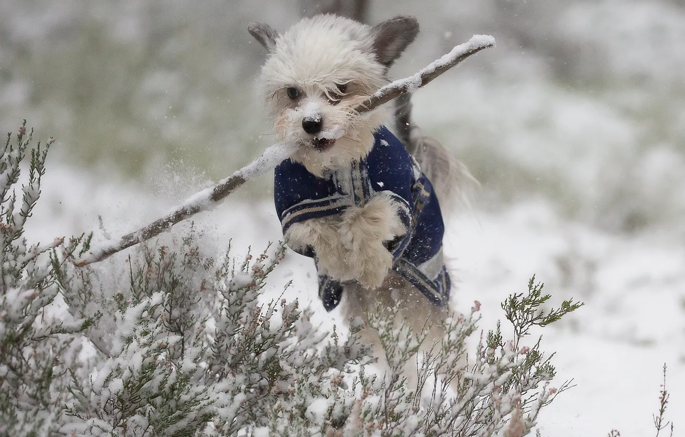 Photo wallpaper winter, snow, jump, dog, walk, stick, doggie