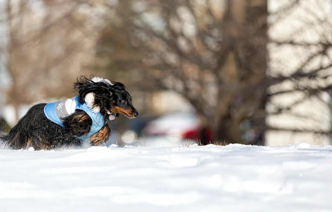 Photo wallpaper snow, dog, running