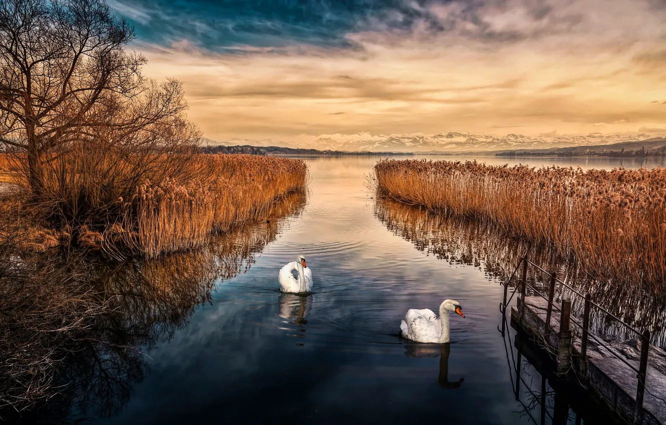 Photo wallpaper forest, swan, sky, landscape, nature, bird, lake, animal