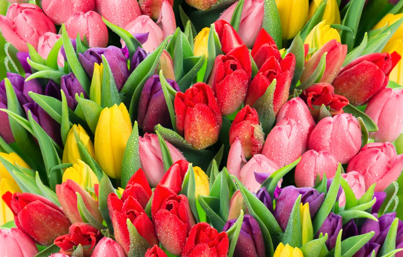 Photo wallpaper drops, bouquet, tulips