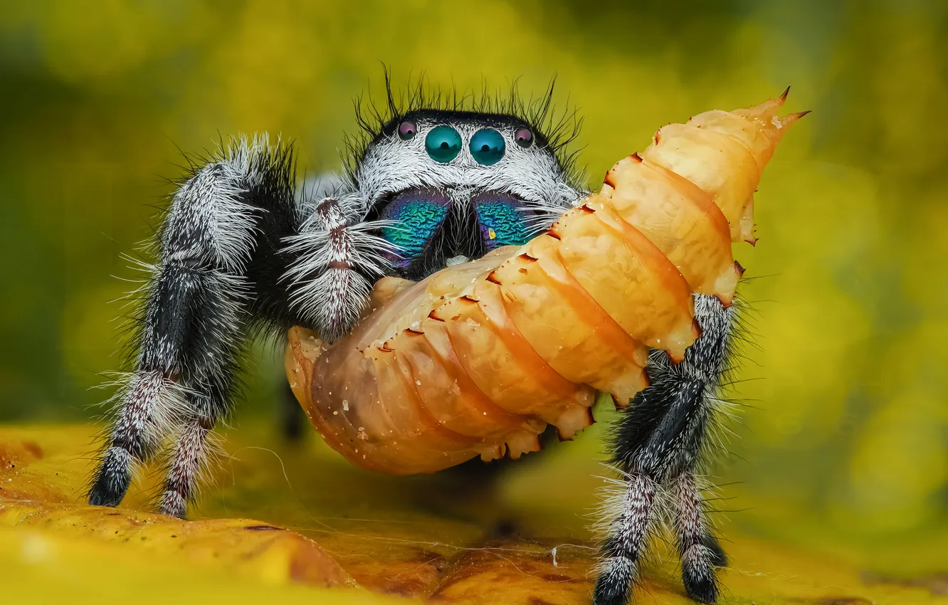 Photo wallpaper macro, caterpillar, the victim, eyes, legs, spider, insect, bokeh
