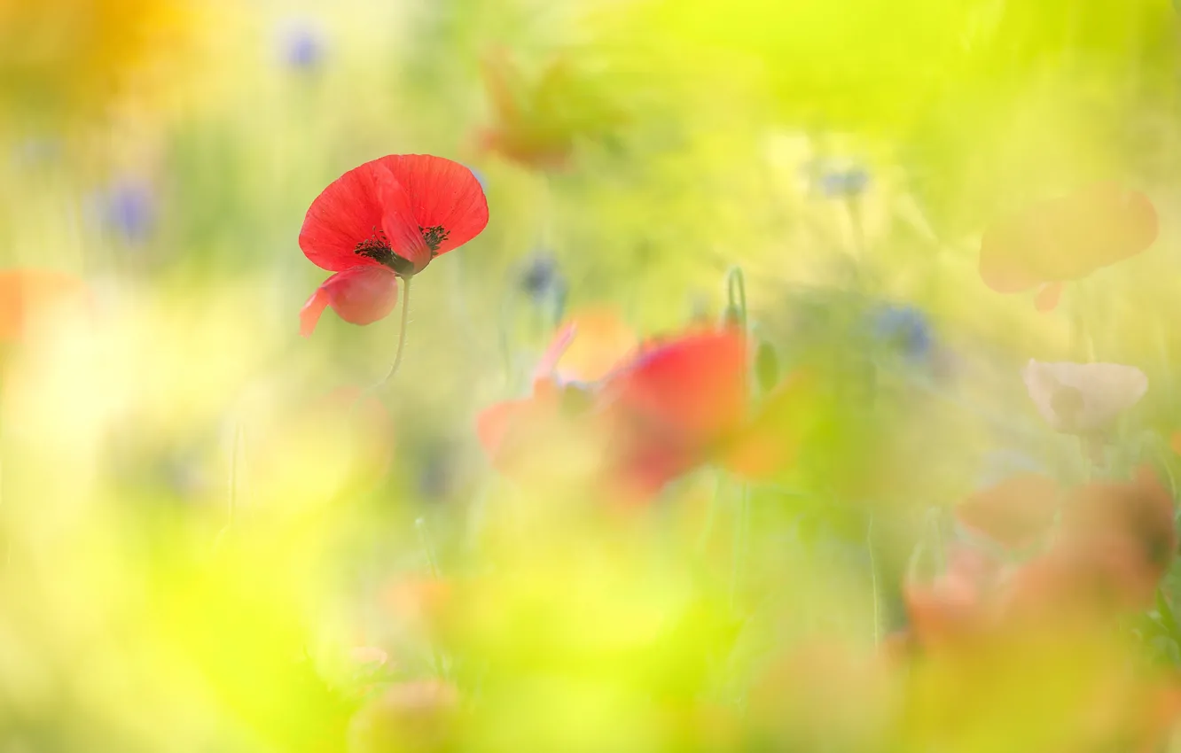 Photo wallpaper field, summer, flowers, red, green, background, mood, glade