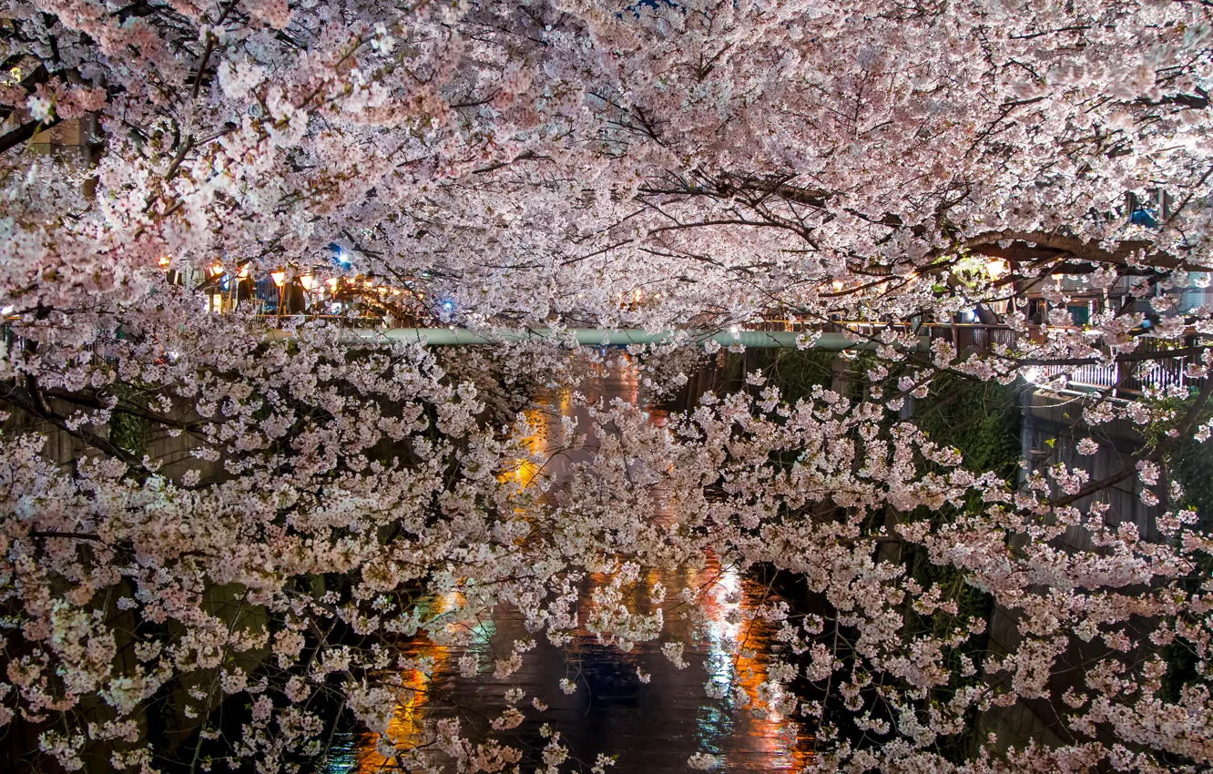 Photo wallpaper flowers, night, branches, lake, spring, Sakura, lighting, flowering