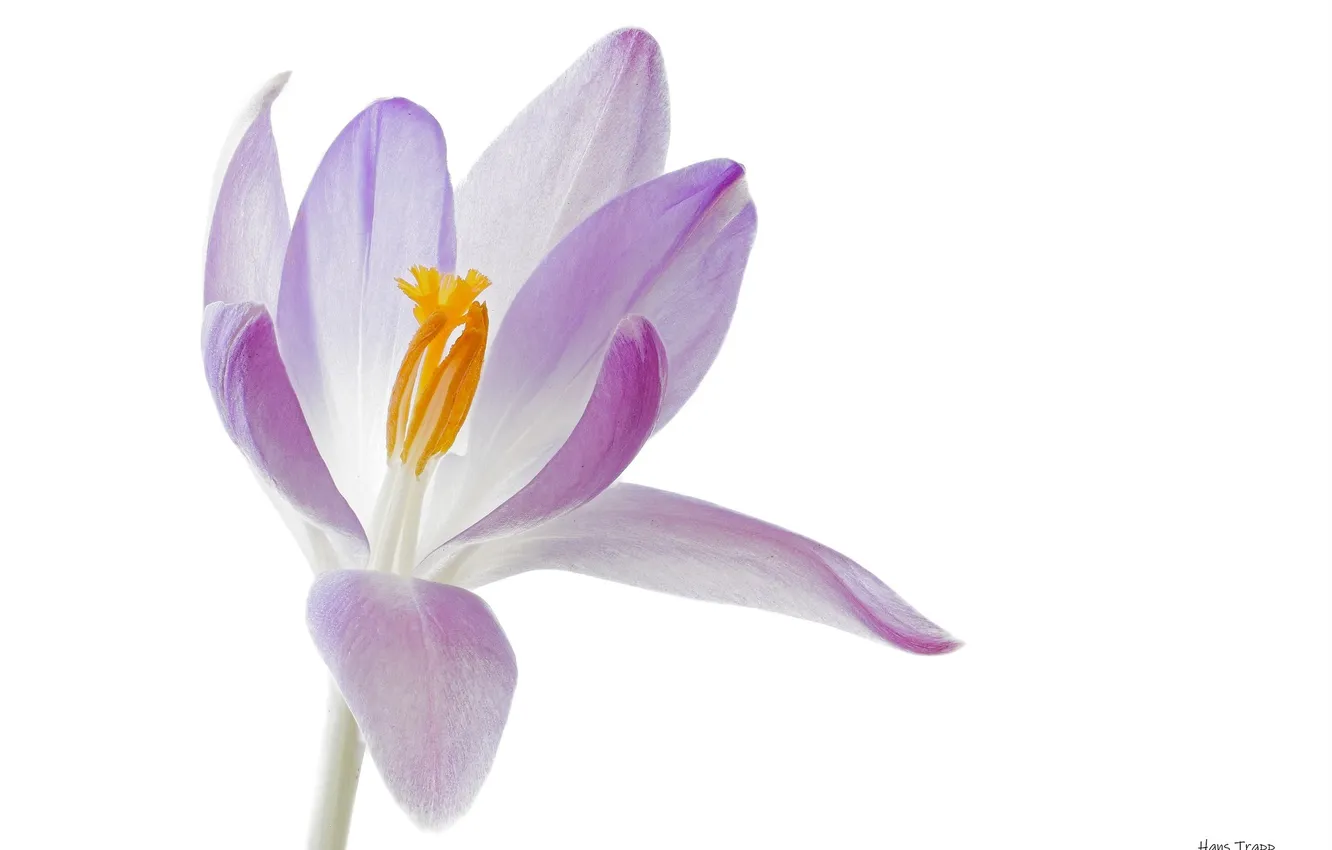 Photo wallpaper flowers, spring, crocuses, white background