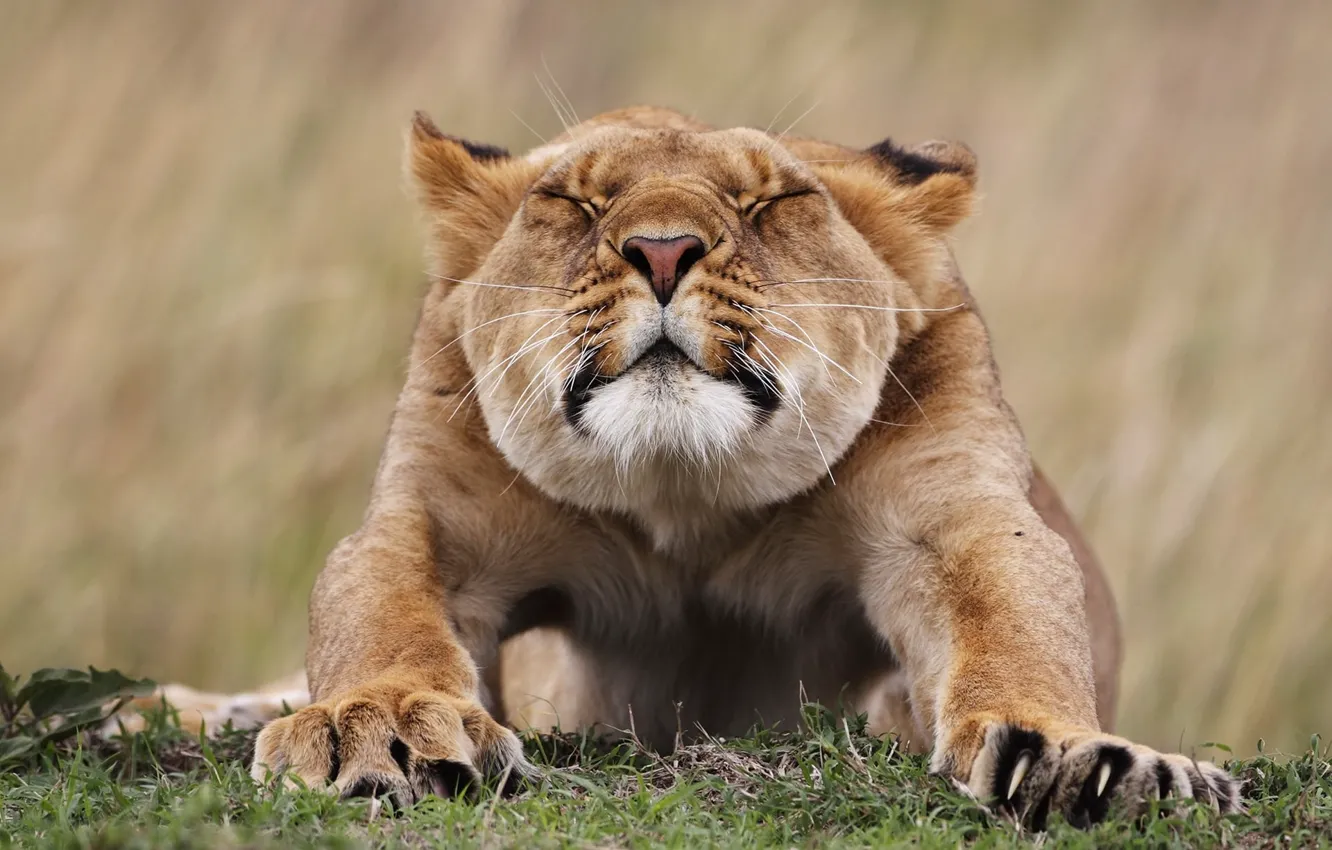 Photo wallpaper animals, face, paws, lioness, patagoni
