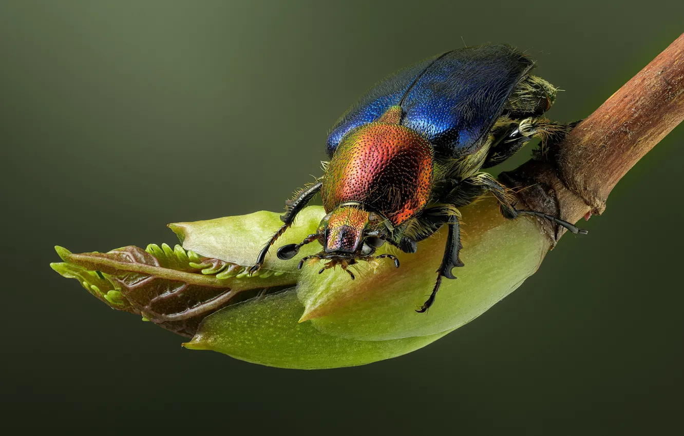 Photo wallpaper Insects, Closeup, Bugs, amphicoma