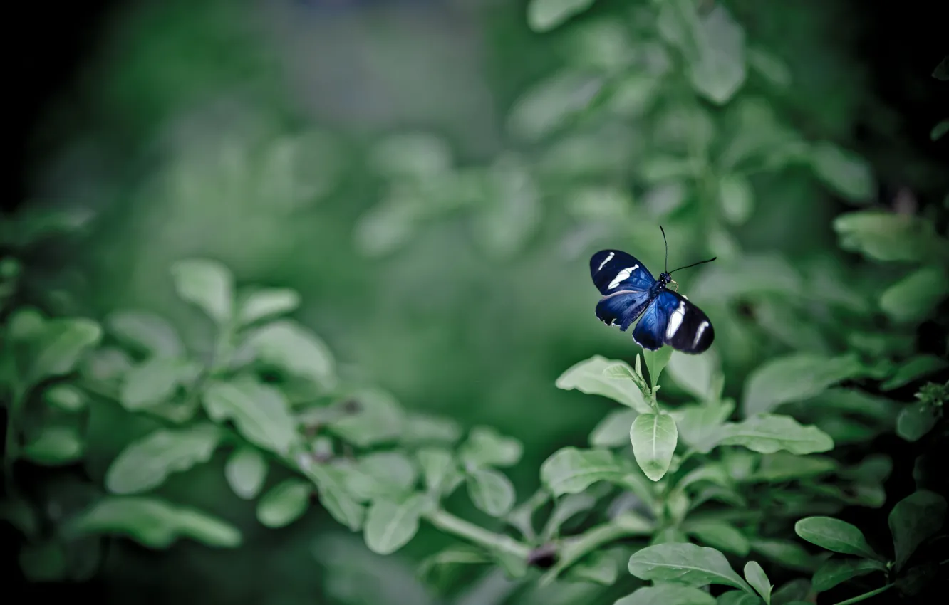 Photo wallpaper leaves, butterfly, wings, the bushes, bokeh