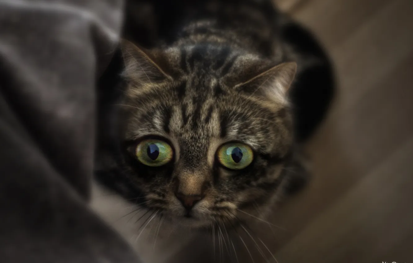 Photo wallpaper eyes, kitty, fright, muzzle