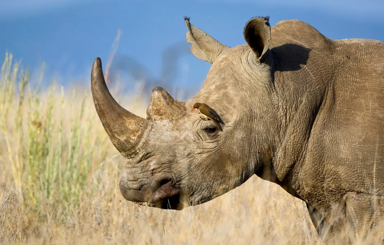 Photo wallpaper the sky, bird, Savannah, Africa, Rhino