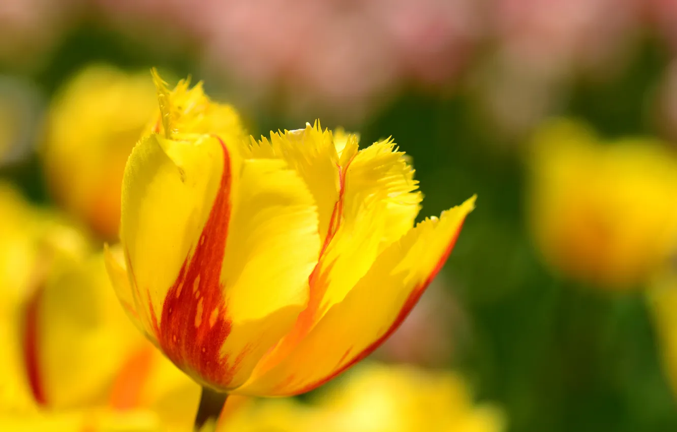 Photo wallpaper macro, spring, petals, tulips