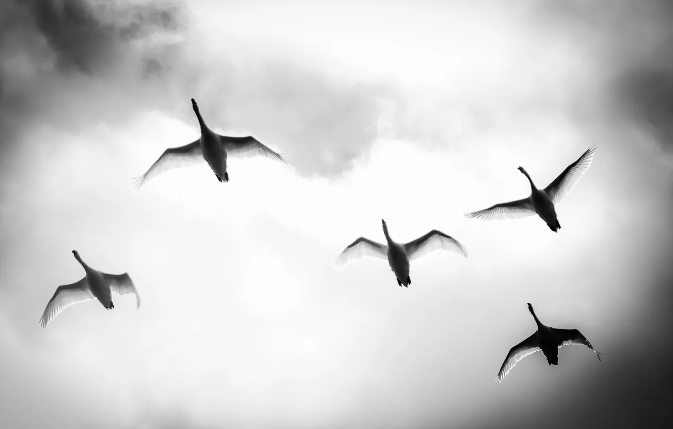 Photo wallpaper flight, Wing Wednesday, mute swans