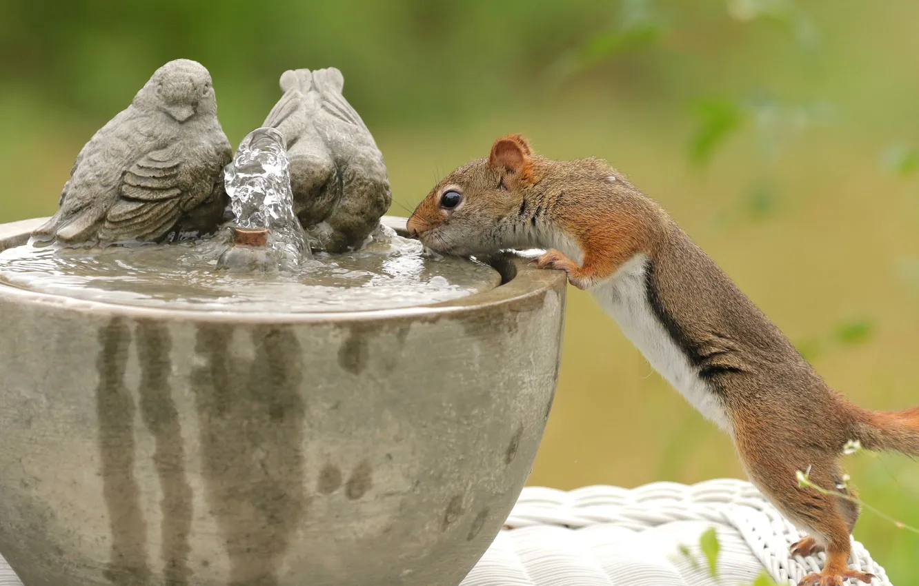 Photo wallpaper water, birds, thirst, protein, red, drink, rodent, fountain