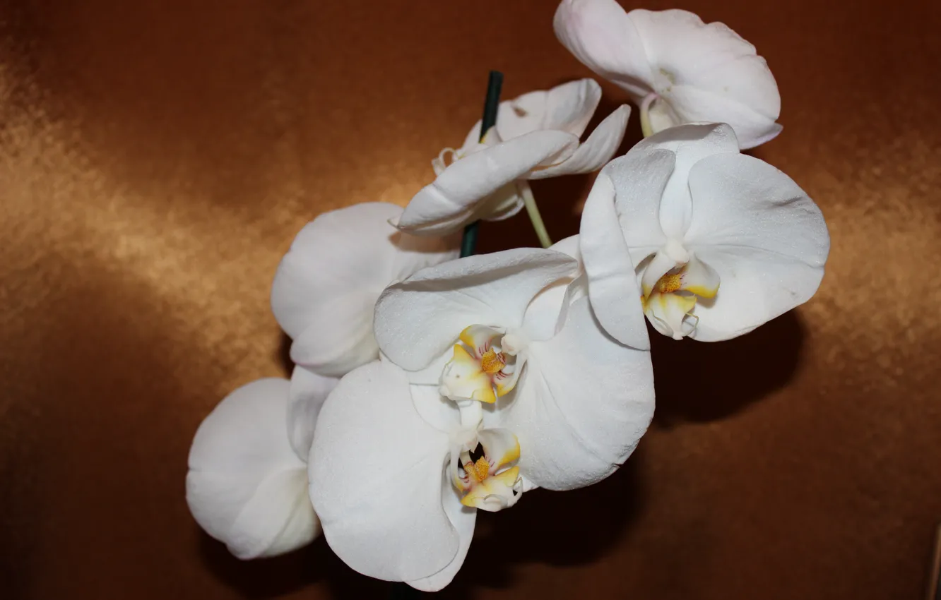 Photo wallpaper flowers, Phalaenopsis, white Orchid