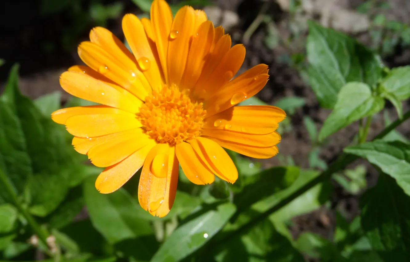 Photo wallpaper flowers, beautiful, calendula, large Plenum