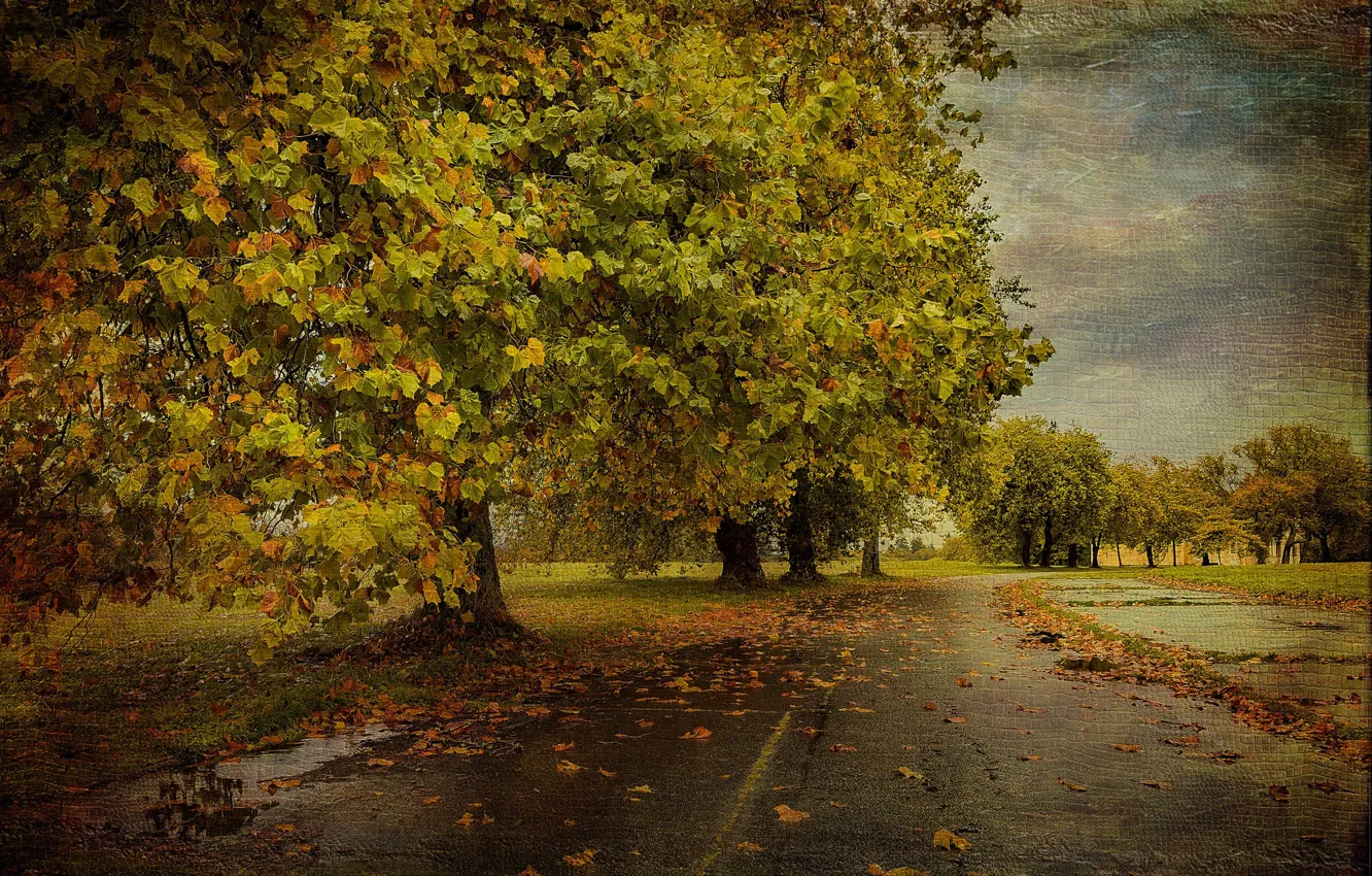 Photo wallpaper road, autumn, tree, texture