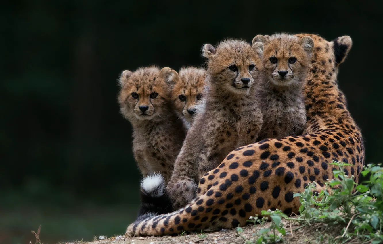 Photo wallpaper grass, look, nature, pose, the dark background, baby, Cheetah, lies