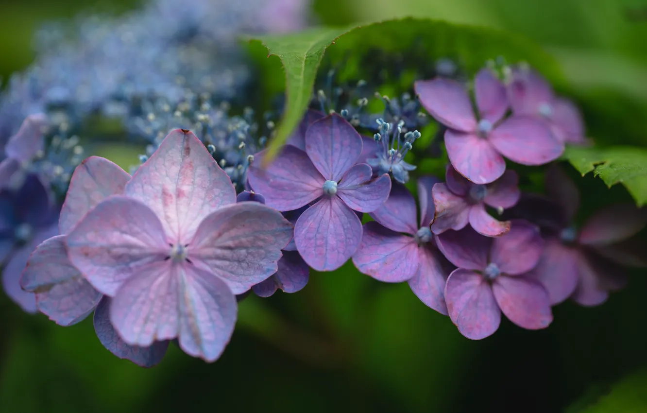 Photo wallpaper macro, flowers, hydrangea, inflorescence