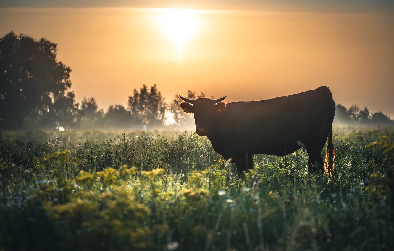 Photo wallpaper field, summer, the sky, the sun, light, flowers, nature, fog