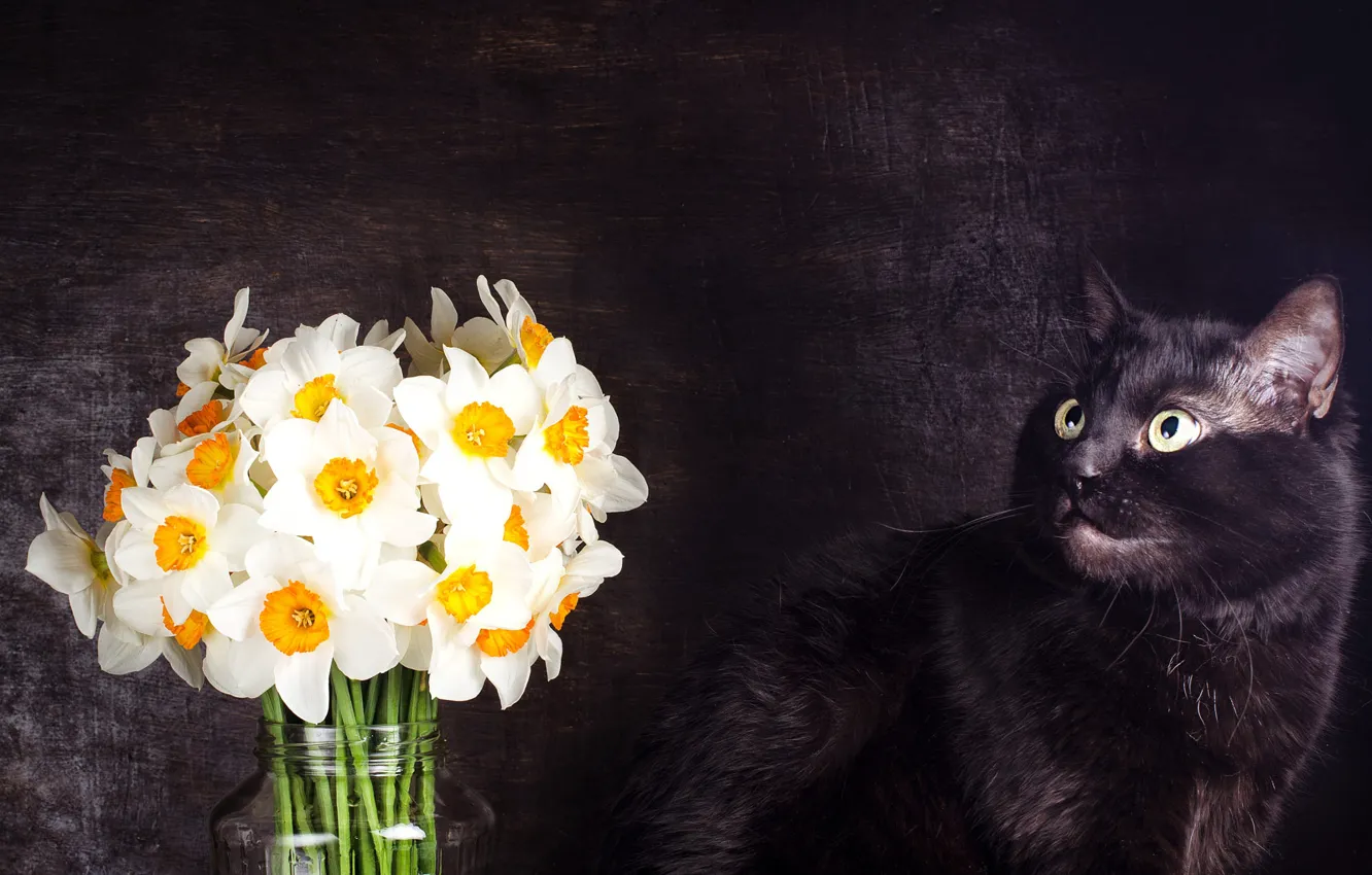 Photo wallpaper cat, cat, look, flowers, pose, the dark background, black, bouquet