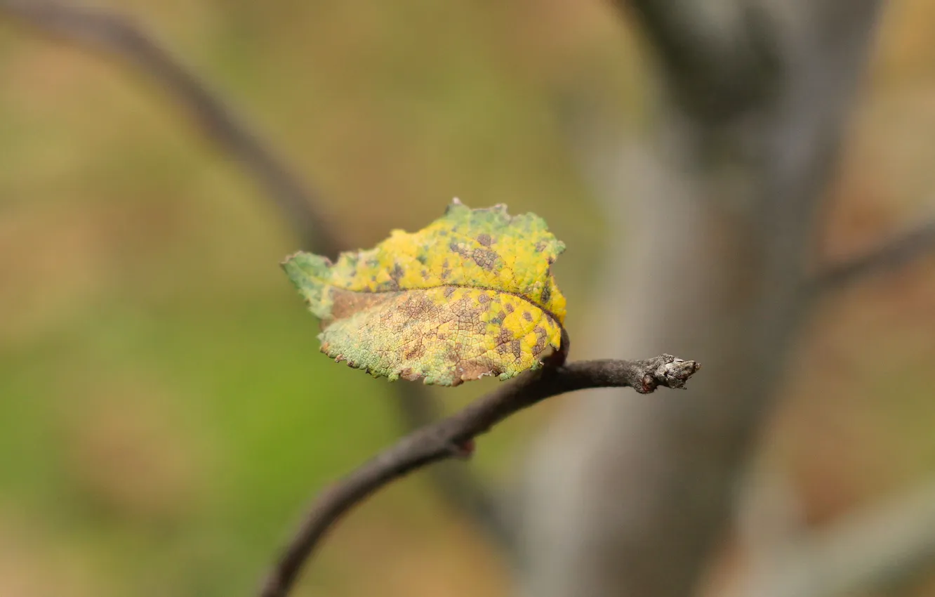 Photo wallpaper autumn, leaf, twig