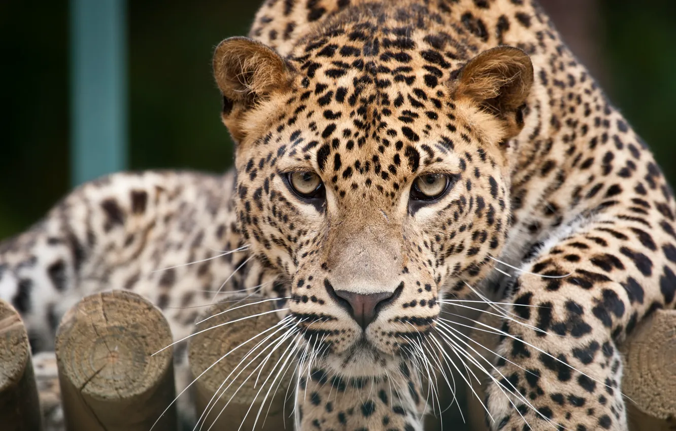 Photo wallpaper cat, look, face, leopard
