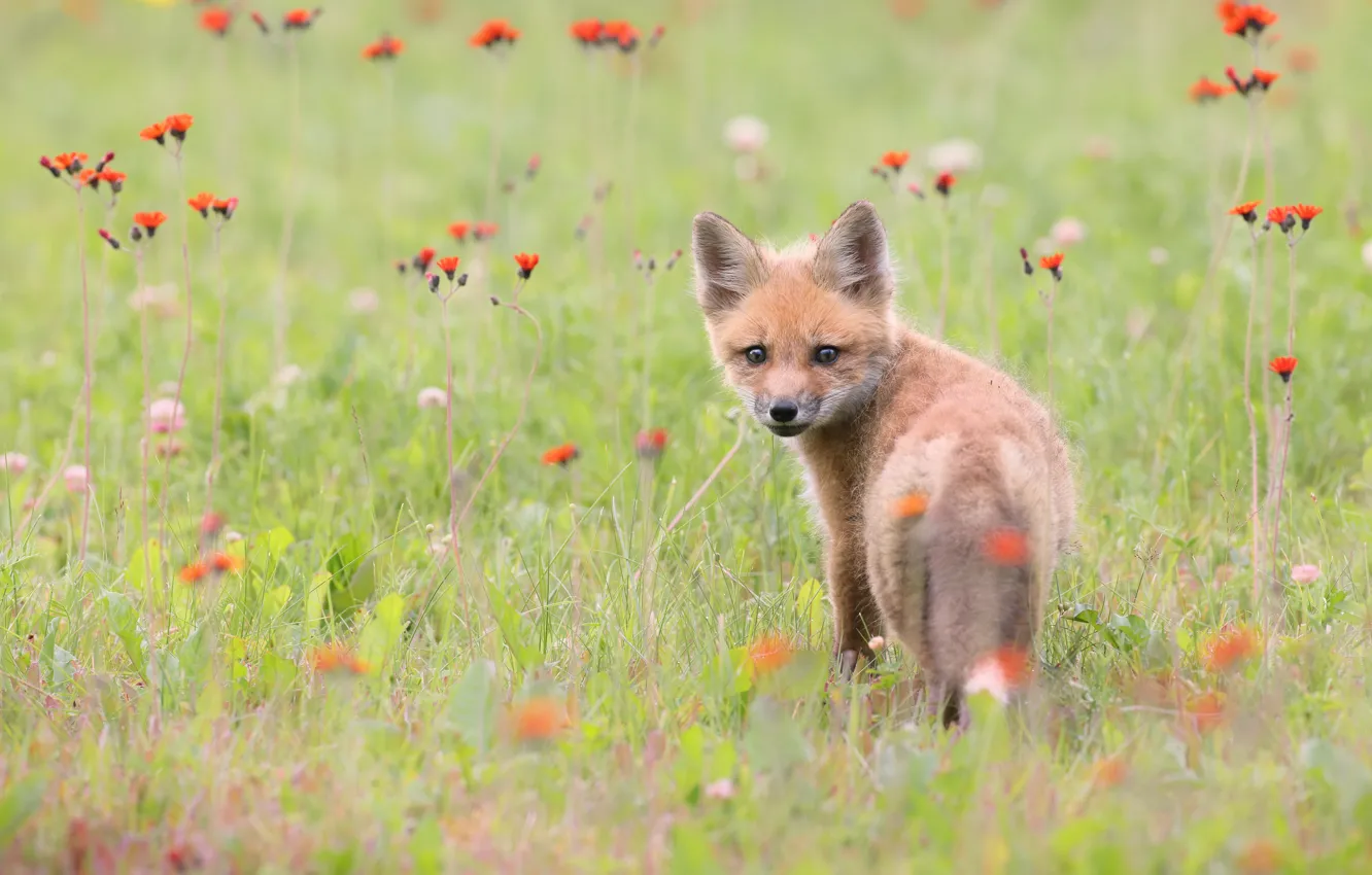 Photo wallpaper look, flowers, glade, baby, Fox, Fox