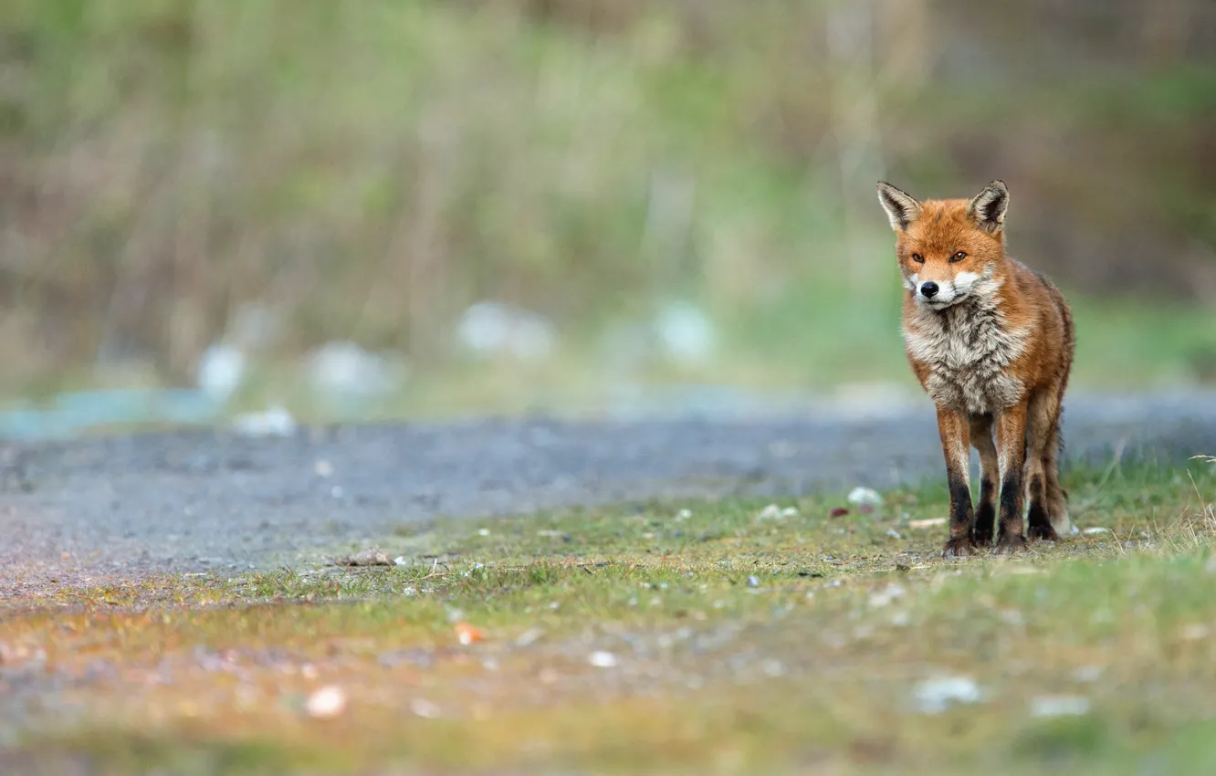 Photo wallpaper road, field, summer, look, nature, Fox, red, Fox
