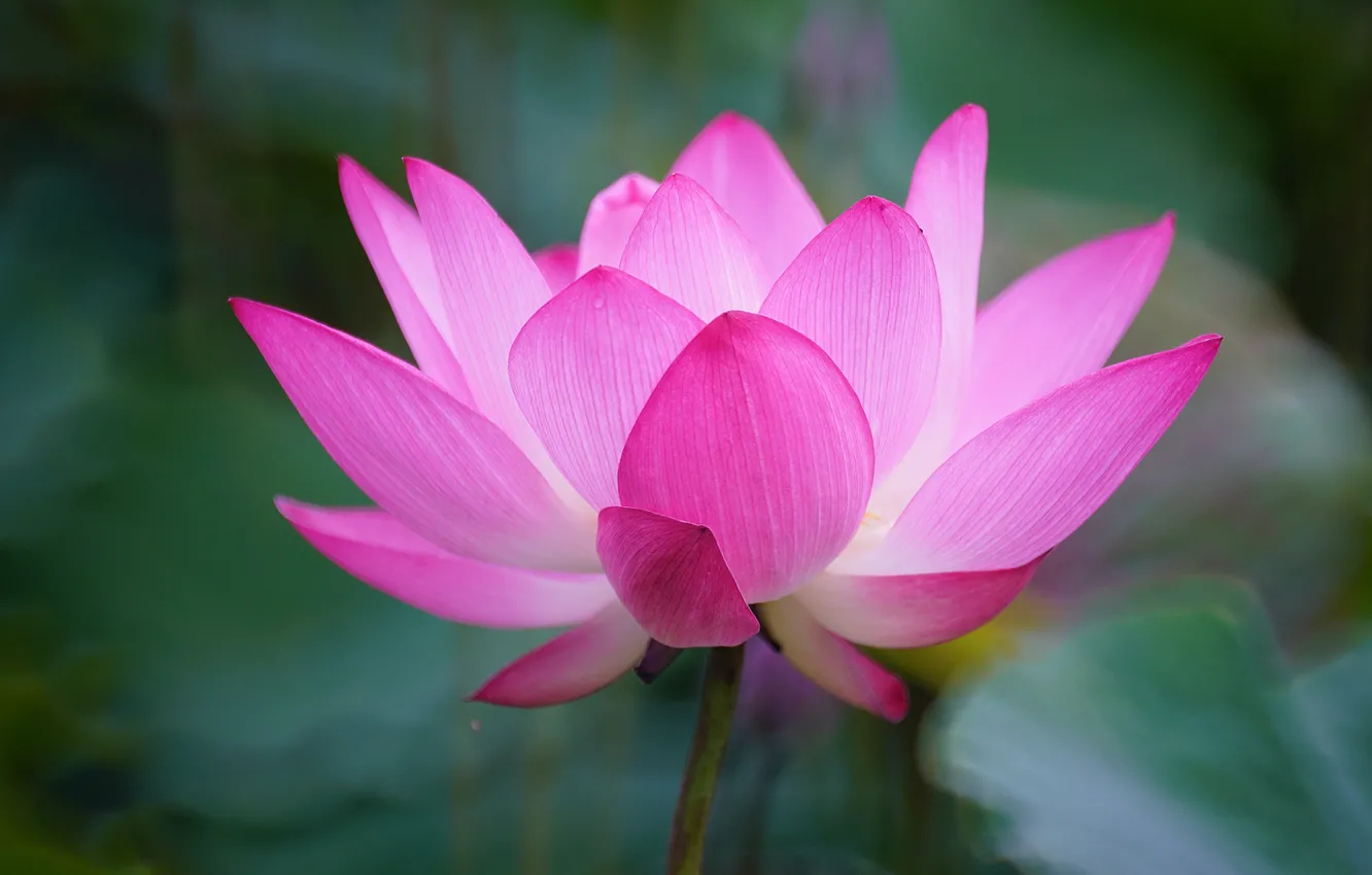 Photo wallpaper leaves, macro, flowers, close-up, nature, green, background, ease