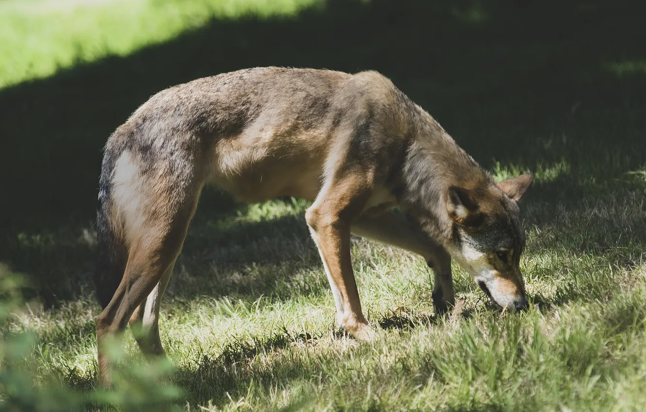 Photo wallpaper Predator, nature, snow, face, animal, wolf, wolves, canis lupus