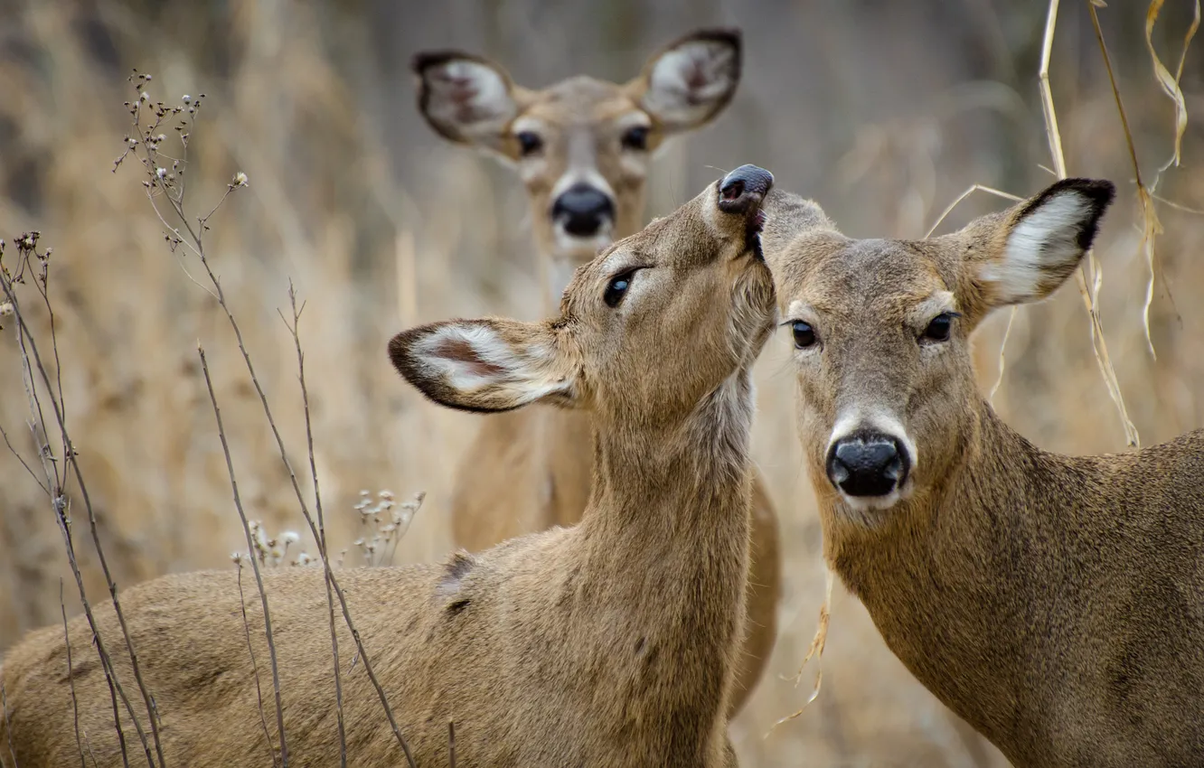 Photo wallpaper face, pose, sprig, deer, trio, ROE