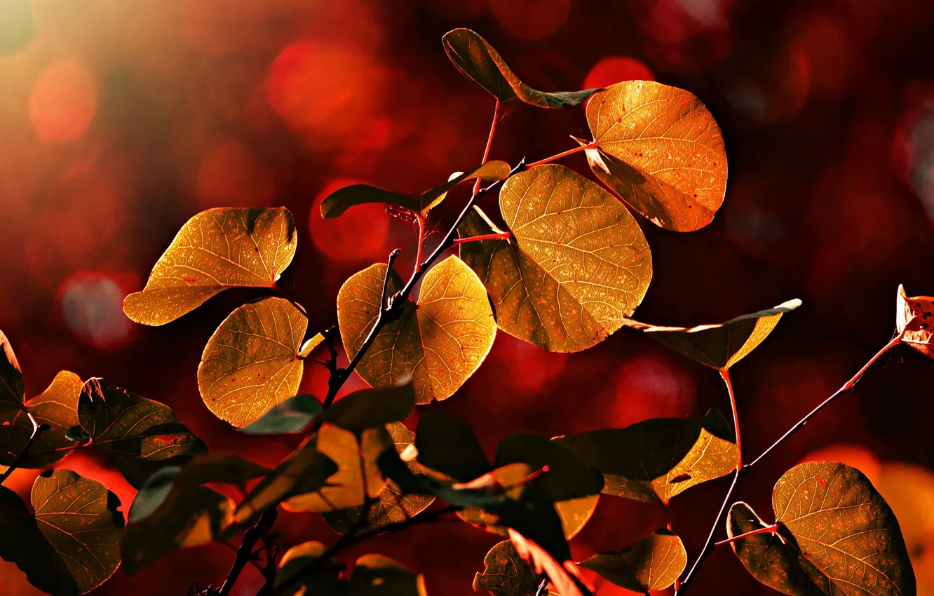 Photo wallpaper autumn, light, branches, bright, red, bokeh, autumn leaves
