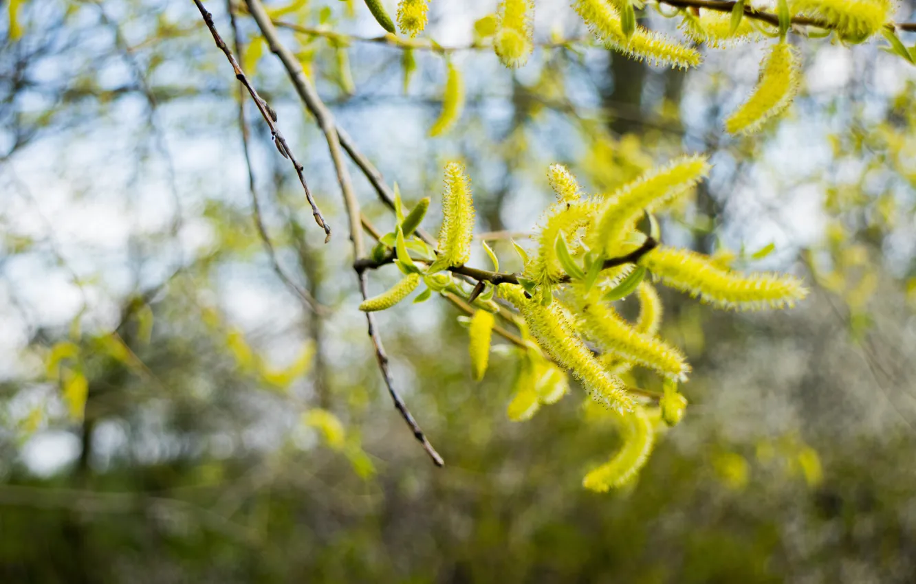 Photo wallpaper branches, nature, blur, spring, flowering, Verba, IVA, bokeh