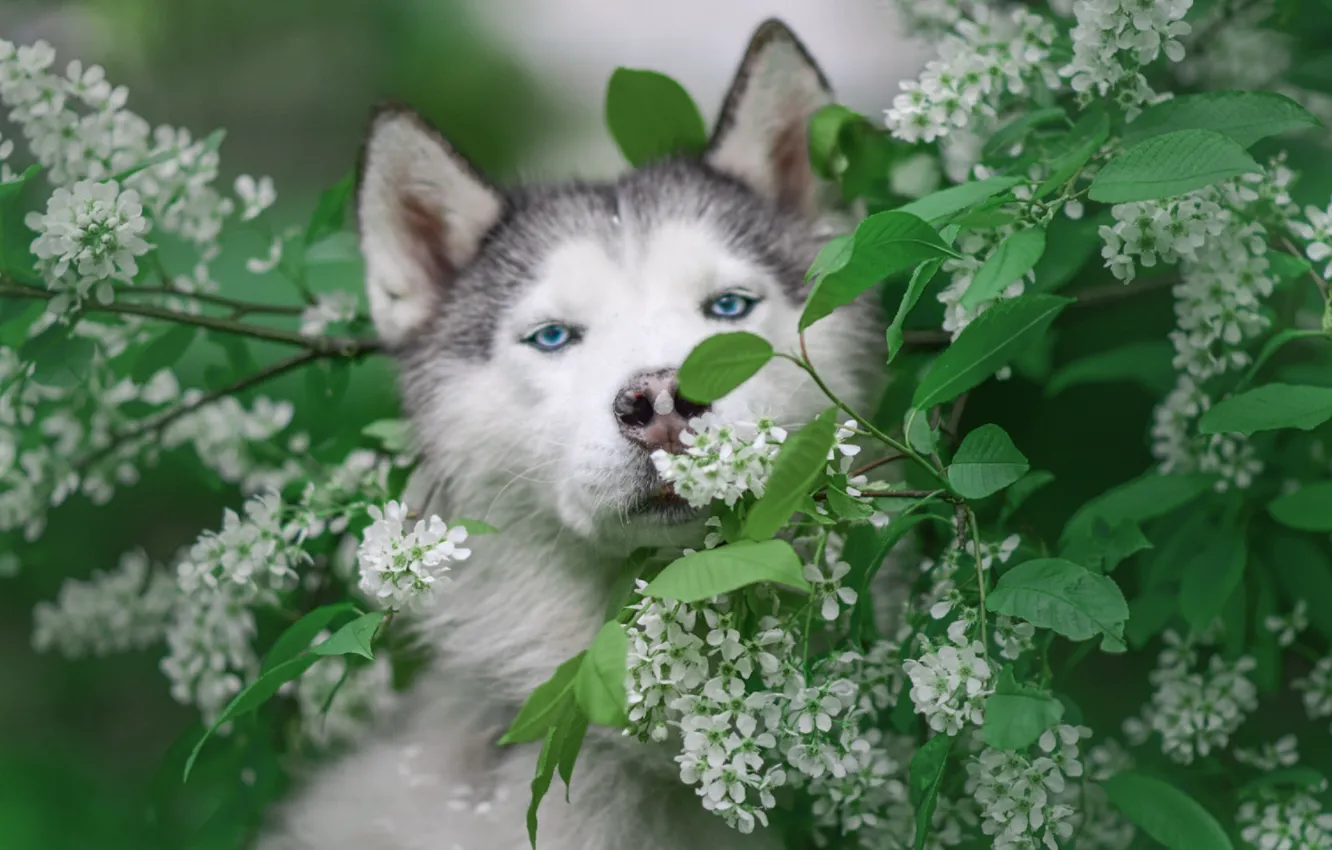 Photo wallpaper face, branches, nature, animal, dog, flowering, husky, dog