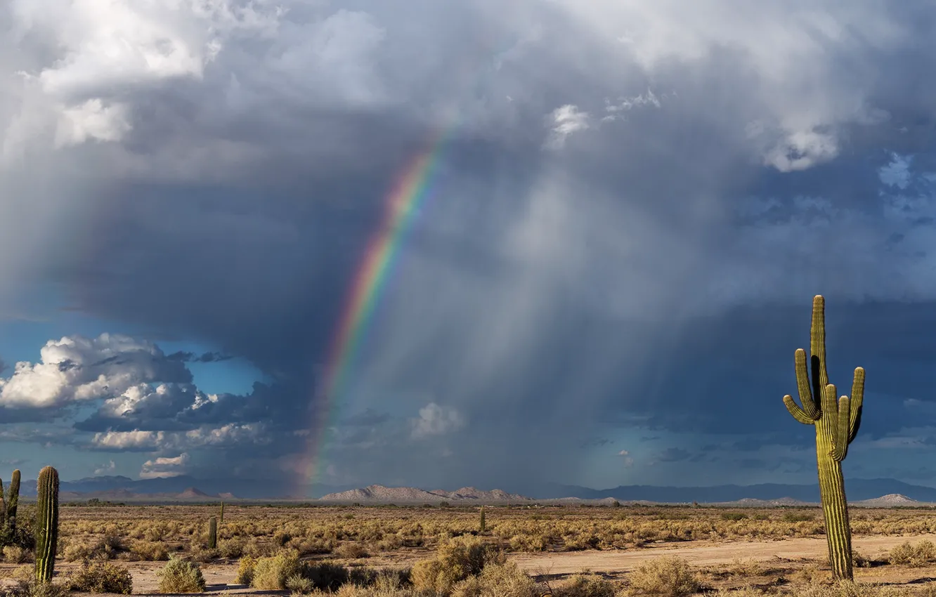 Photo wallpaper the sky, clouds, rainbow, cactus, rainbow, sky, shrub, cactus